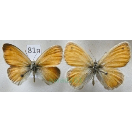 Coenonympha pamphilus (Linnaeus, 1758) 2xmale Strzępotek ruczajnik Czech81n